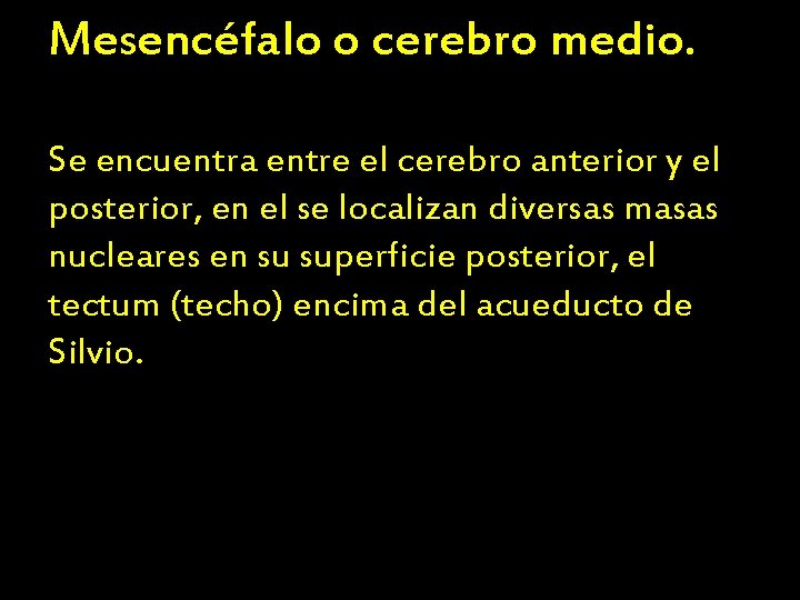 Mesencéfalo o cerebro medio. Se encuentra entre el cerebro anterior y el posterior, en