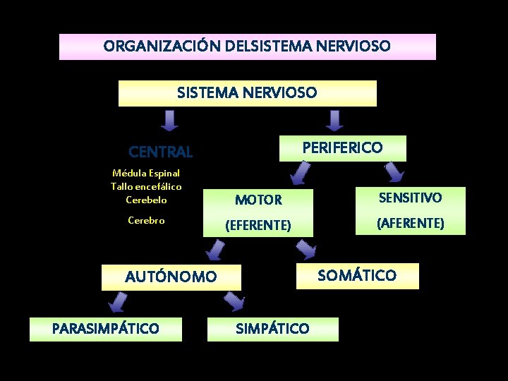 ORGANIZACIÓN DELSISTEMA NERVIOSO PERIFERICO CENTRAL Médula Espinal Tallo encefálico Cerebelo Cerebro MOTOR SENSITIVO (EFERENTE)
