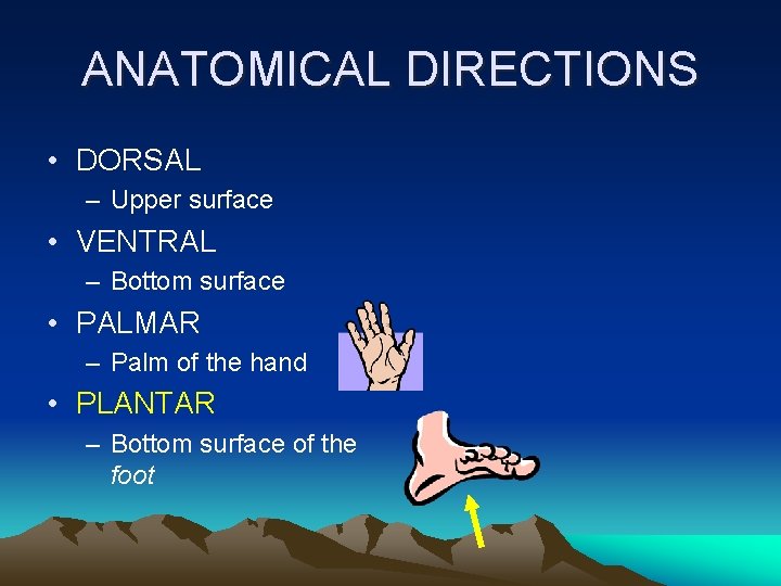 ANATOMICAL DIRECTIONS • DORSAL – Upper surface • VENTRAL – Bottom surface • PALMAR