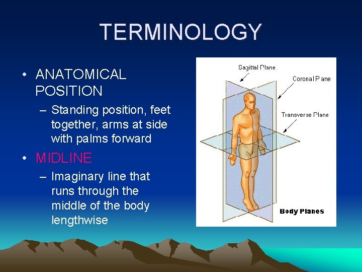 TERMINOLOGY • ANATOMICAL POSITION – Standing position, feet together, arms at side with palms