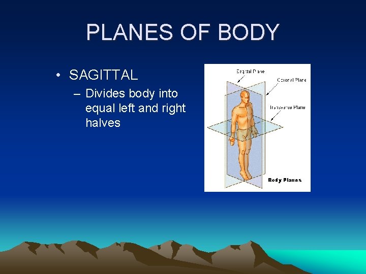 PLANES OF BODY • SAGITTAL – Divides body into equal left and right halves