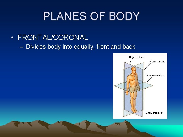 PLANES OF BODY • FRONTAL/CORONAL – Divides body into equally, front and back 