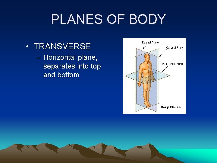 PLANES OF BODY • TRANSVERSE – Horizontal plane, separates into top and bottom 