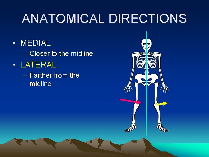ANATOMICAL DIRECTIONS • MEDIAL – Closer to the midline • LATERAL – Farther from