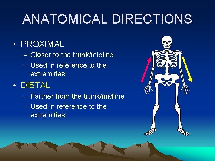 ANATOMICAL DIRECTIONS • PROXIMAL – Closer to the trunk/midline – Used in reference to