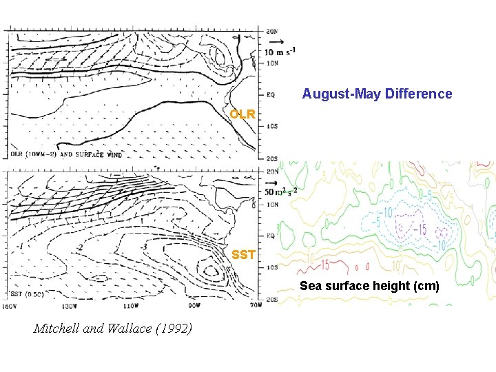 August-May Difference OLR SST Sea surface height (cm) Mitchell and Wallace (1992) 