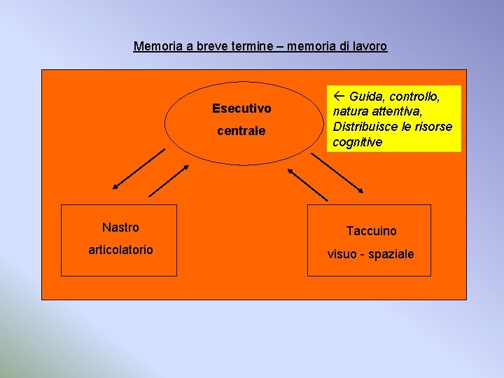 Memoria a breve termine – memoria di lavoro Esecutivo centrale Guida, controllo, natura attentiva,