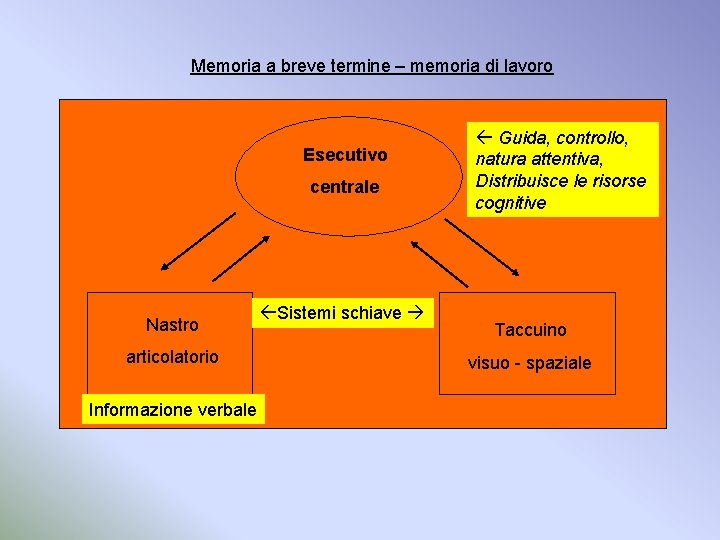 Memoria a breve termine – memoria di lavoro Esecutivo centrale Nastro articolatorio Informazione verbale