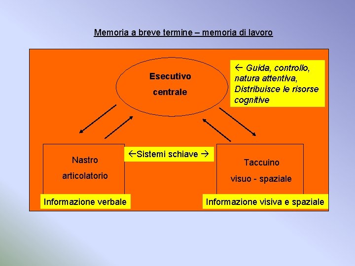 Memoria a breve termine – memoria di lavoro Guida, controllo, natura attentiva, Distribuisce le