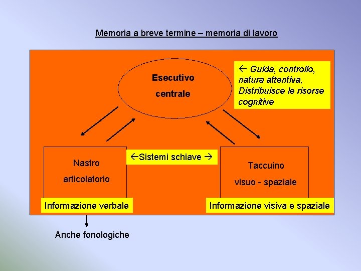 Memoria a breve termine – memoria di lavoro Guida, controllo, natura attentiva, Distribuisce le