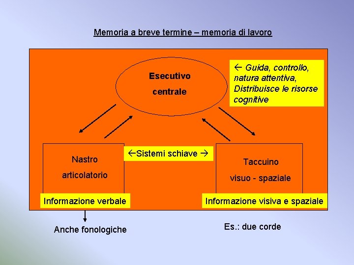 Memoria a breve termine – memoria di lavoro Guida, controllo, natura attentiva, Distribuisce le