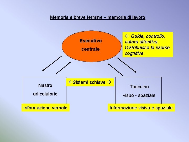 Memoria a breve termine – memoria di lavoro Guida, controllo, natura attentiva, Distribuisce le