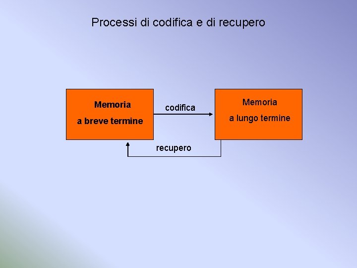 Processi di codifica e di recupero Memoria codifica Memoria a lungo termine a breve