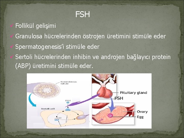 FSH ü Follikül gelişimi ü Granulosa hücrelerinden östrojen üretimini stimüle eder ü Spermatogenesis’i stimüle
