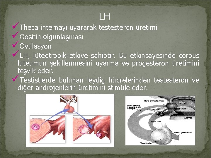 LH üTheca internayı uyararak testesteron üretimi üOositin olgunlaşması üOvulasyon üLH, lüteotropik etkiye sahiptir. Bu