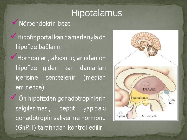 Hipotalamus üNöroendokrin beze üHipofiz portal kan damarlarıyla ön hipofize bağlanır üHormonları, akson uçlarından ön