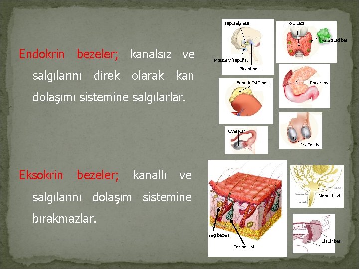 Hipotalamus Troid bezi Paratroid bez Endokrin bezeler; kanalsız ve salgılarını direk olarak Pitiutary (Hipofiz)