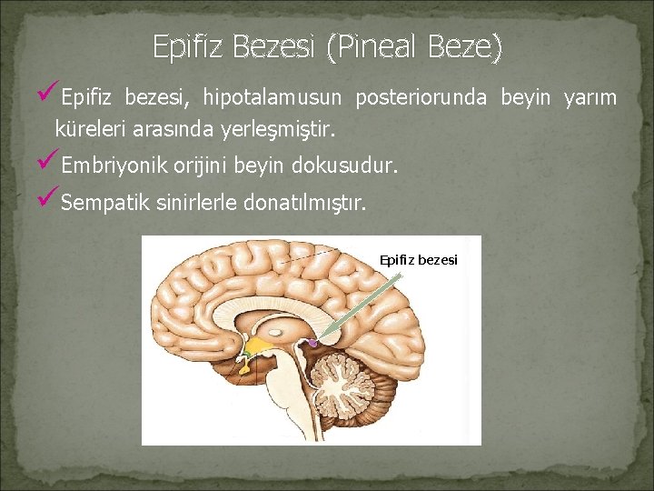 Epifiz Bezesi (Pineal Beze) üEpifiz bezesi, hipotalamusun posteriorunda beyin yarım küreleri arasında yerleşmiştir. üEmbriyonik