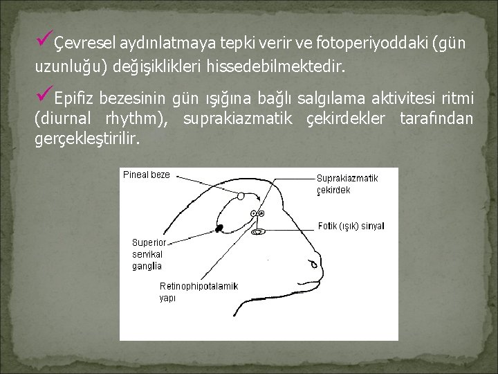 üÇevresel aydınlatmaya tepki verir ve fotoperiyoddaki (gün uzunluğu) değişiklikleri hissedebilmektedir. üEpifiz bezesinin gün ışığına