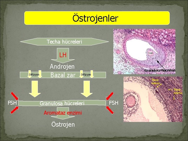 Östrojenler Techa hücreleri LH Difüzyon FSH Androjen Bazal zar Granulosa hücreleri Difüzyon Granulosa hücreleri