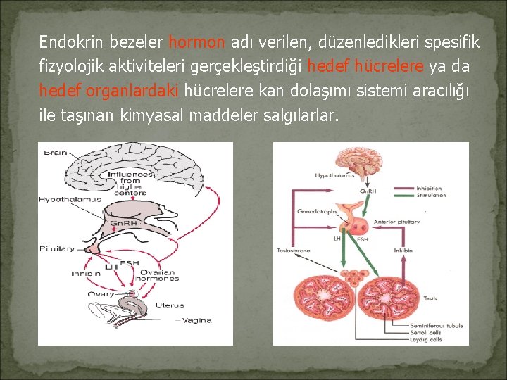 Endokrin bezeler hormon adı verilen, düzenledikleri spesifik fizyolojik aktiviteleri gerçekleştirdiği hedef hücrelere ya da