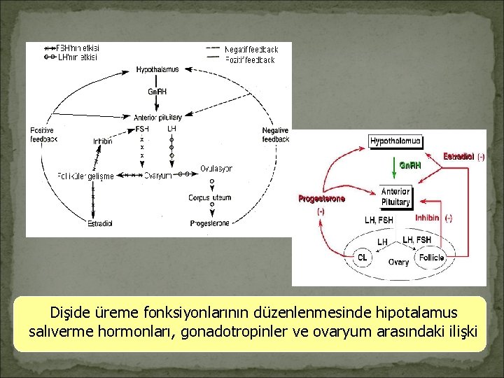 Dişide üreme fonksiyonlarının düzenlenmesinde hipotalamus salıverme hormonları, gonadotropinler ve ovaryum arasındaki ilişki 