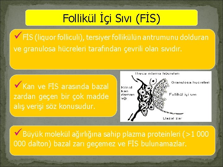 Follikül İçi Sıvı (FİS) üFİS (liquor folliculi), tersiyer follikülün antrumunu dolduran ve granulosa hücreleri