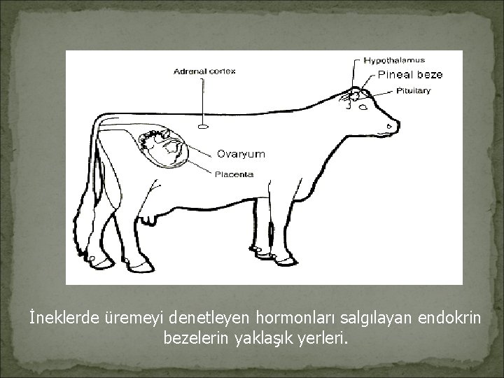 İneklerde üremeyi denetleyen hormonları salgılayan endokrin bezelerin yaklaşık yerleri. 