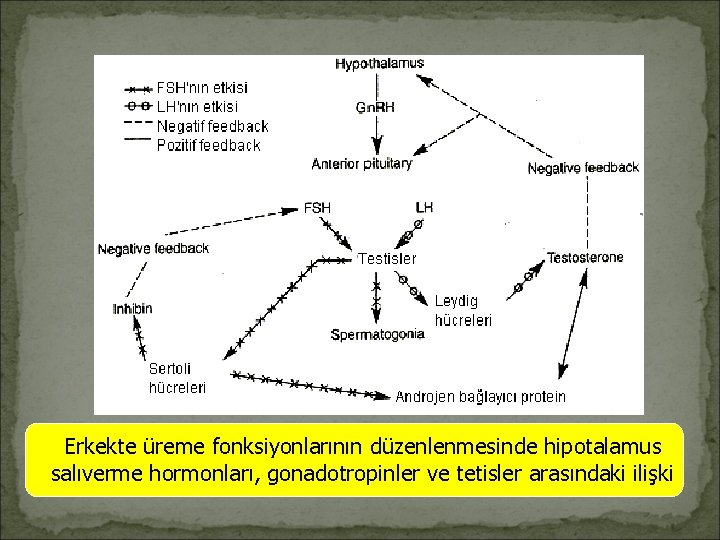 Erkekte üreme fonksiyonlarının düzenlenmesinde hipotalamus salıverme hormonları, gonadotropinler ve tetisler arasındaki ilişki 