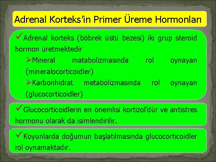 Adrenal Korteks’in Primer Üreme Hormonları üAdrenal korteks (böbrek üstü bezesi) iki grup steroid hormon