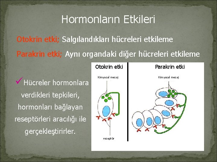 Hormonların Etkileri Otokrin etki; Salgılandıkları hücreleri etkileme Parakrin etki; Aynı organdaki diğer hücreleri etkileme
