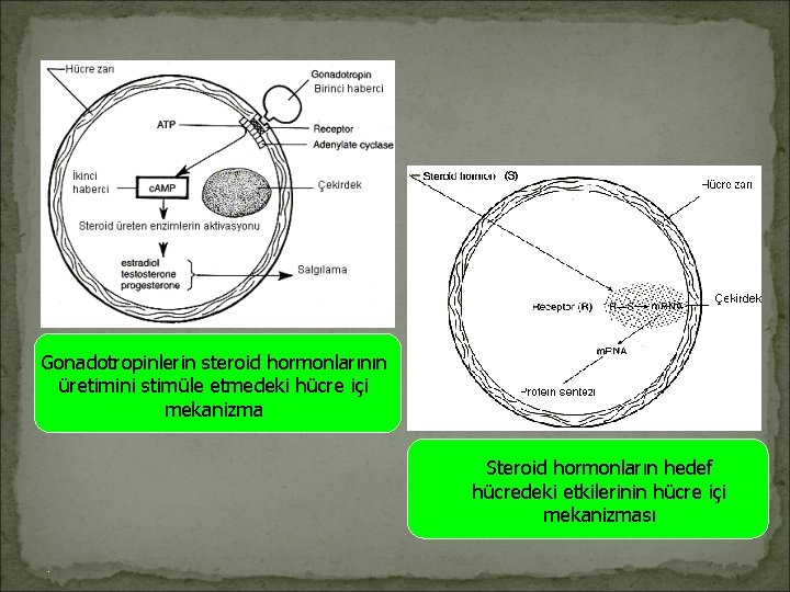 Gonadotropinlerin steroid hormonlarının üretimini stimüle etmedeki hücre içi mekanizma Steroid hormonların hedef hücredeki etkilerinin