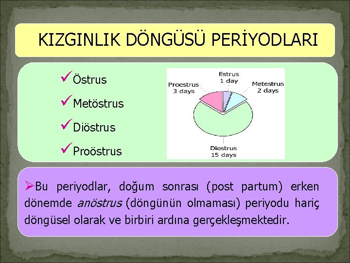 KIZGINLIK DÖNGÜSÜ PERİYODLARI üÖstrus üMetöstrus üDiöstrus üProöstrus ØBu periyodlar, doğum sonrası (post partum) erken