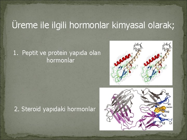 Üreme ilgili hormonlar kimyasal olarak; 1. Peptit ve protein yapıda olan hormonlar 2. Steroid