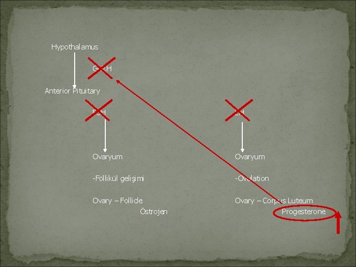 Hypothalamus Gn. RH Anterior Pituitary FSH LH Ovaryum -Föllikül gelişimi -Ovulation Ovary – Follicle