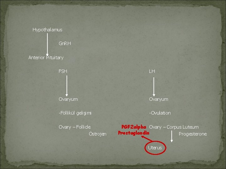 Hypothalamus Gn. RH Anterior Pituitary FSH LH Ovaryum -Föllikül gelişimi -Ovulation Ovary – Follicle