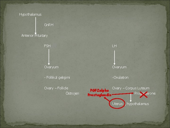 Hypothalamus Gn. RH Anterior Pituitary FSH LH Ovaryum - Föllikül gelişimi -Ovulation Ovary –