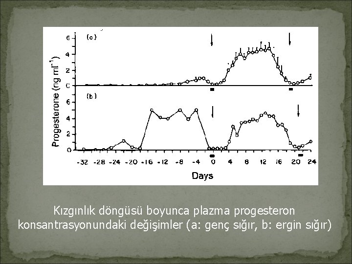 Kızgınlık döngüsü boyunca plazma progesteron konsantrasyonundaki değişimler (a: genç sığır, b: ergin sığır) 