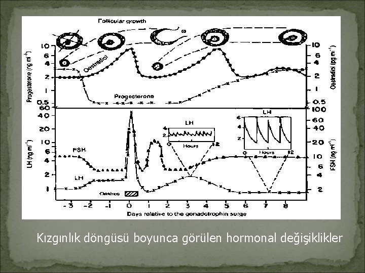 Kızgınlık döngüsü boyunca görülen hormonal değişiklikler 