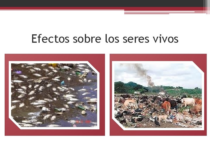 Efectos sobre los seres vivos 