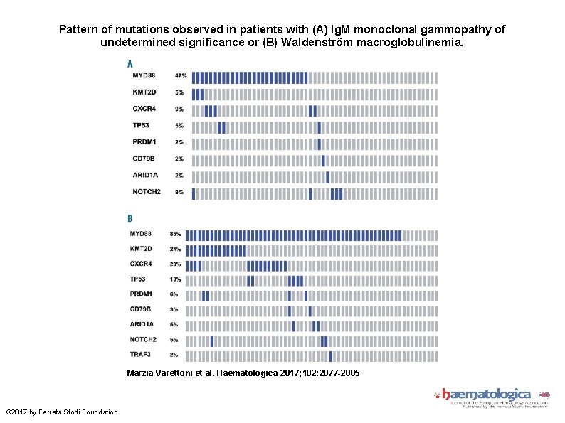 Pattern of mutations observed in patients with (A) Ig. M monoclonal gammopathy of undetermined