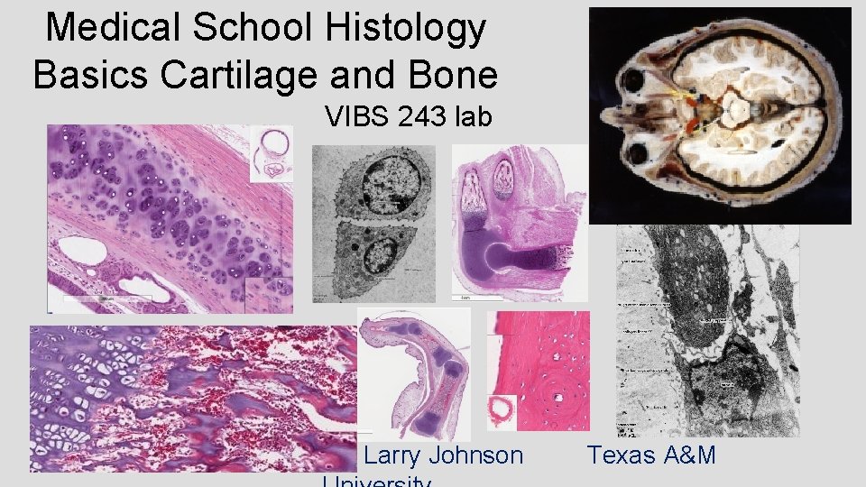 Medical School Histology Basics Cartilage and Bone VIBS 243 lab Larry Johnson Texas A&M