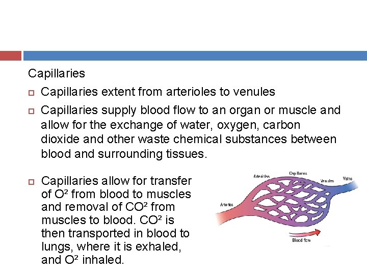 Capillaries extent from arterioles to venules Capillaries supply blood flow to an organ or