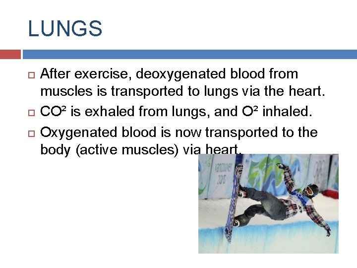 LUNGS After exercise, deoxygenated blood from muscles is transported to lungs via the heart.