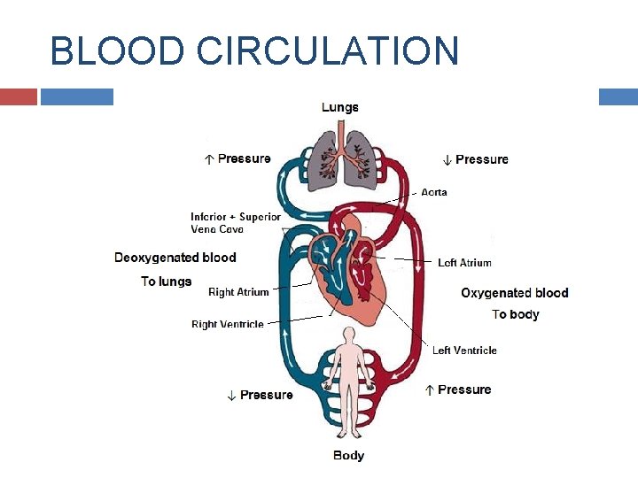 BLOOD CIRCULATION 