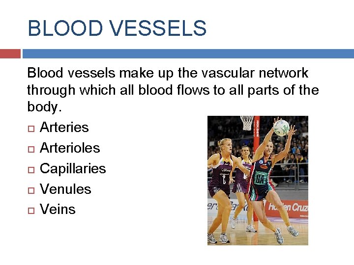 BLOOD VESSELS Blood vessels make up the vascular network through which all blood flows