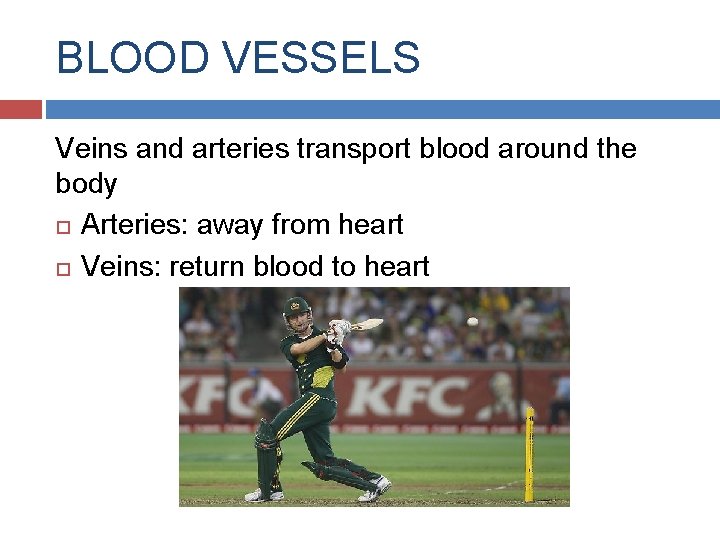 BLOOD VESSELS Veins and arteries transport blood around the body Arteries: away from heart