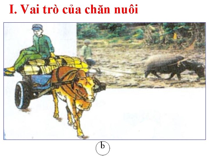 I. Vai trò của chăn nuôi b I. Vai trò của chăn nuôi b