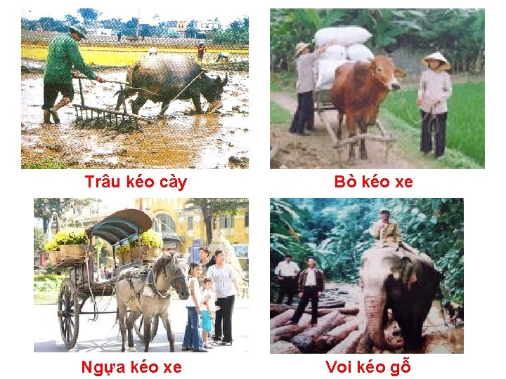 Trâu kéo cày Ngựa kéo xe Bò kéo xe Voi kéo gỗ 