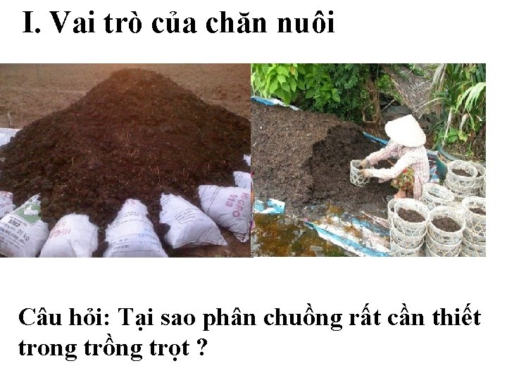 I. Vai trò của chăn nuôi Câu hỏi: Tại sao phân chuồng rất cần